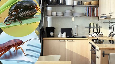 Monsoon Kitchen Hacks to a Bug-Free Home