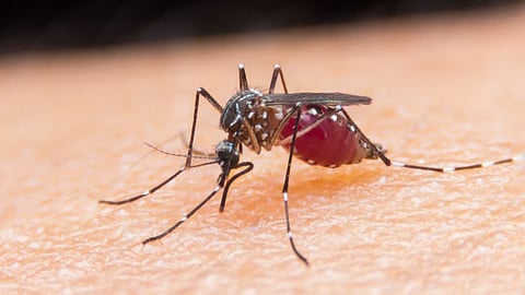Dengue Viral