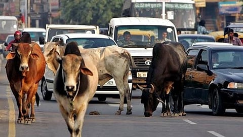 Street Free Animals