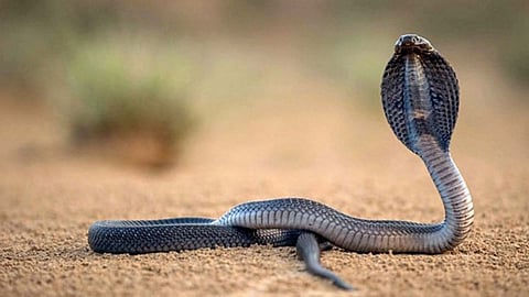 Snake Bite