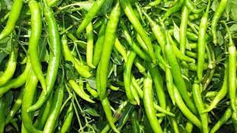 Crop Insurance