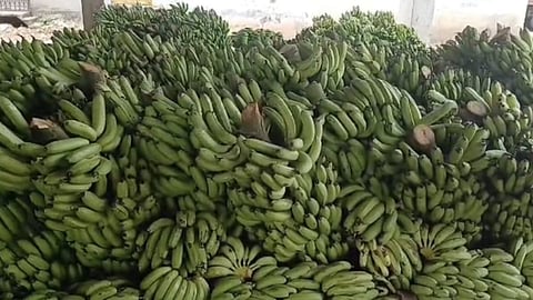 banana, Shravan Maas 2023, pandharpur krushi utpanna bazar samiti