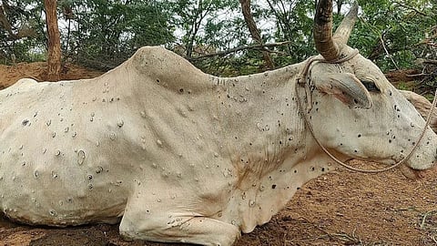 Lumpy Disease