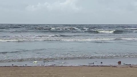 Jellyfish Attack News