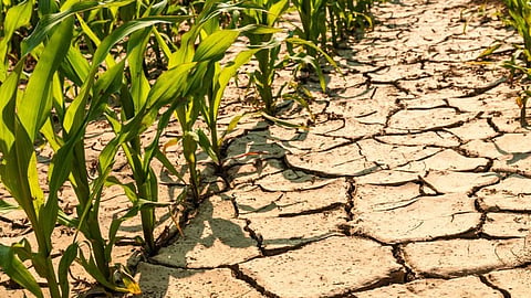 declare drought in maharashtra