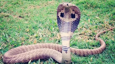 Nag Panchami 2023