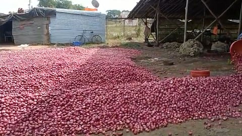 Onion Price Today, Nashik, Maharashtra Farmers