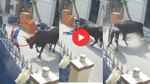 Cow Attack On School Girl Viral Video: