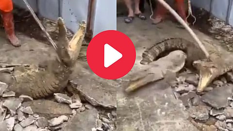 Crocodiles Coming From Ground