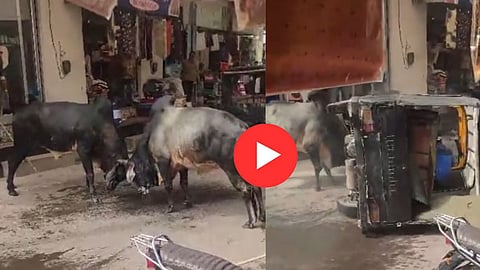 Bulls Attack On Rickshaw Driver