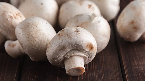 3 People Dead After Eating Mushroom: मशरूम खाल्ल्याने तिघांचा मृत्यू, 4 जणांची प्रकृती गंभीर; नेमकं काय घडलं?