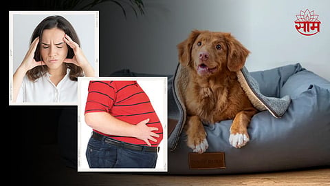 International Dog Day 2023