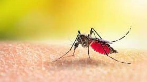 Malaria Viral