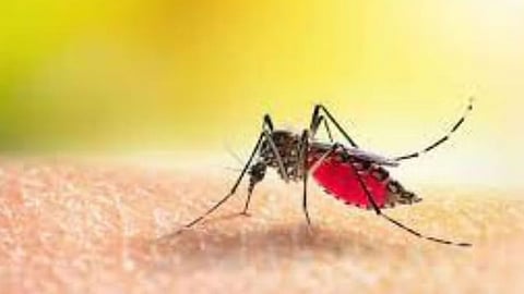 Dengue Disease