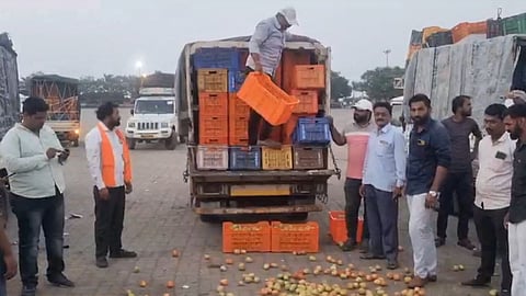 Tomato, nashik news, pimpalgaon apmc market