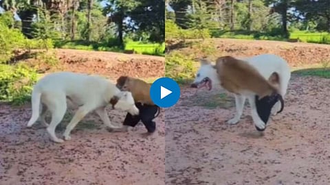 Monkey And Dog Fighting Viral Video