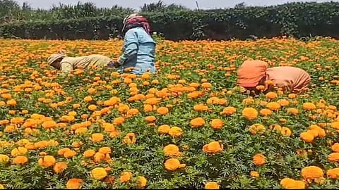 marigold flowers