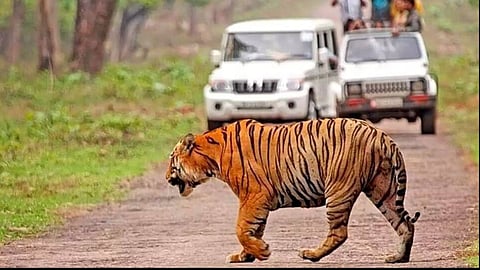 Tadoba