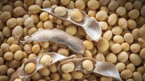 Soybean Price