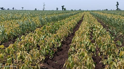 Farmer Pray for Rain