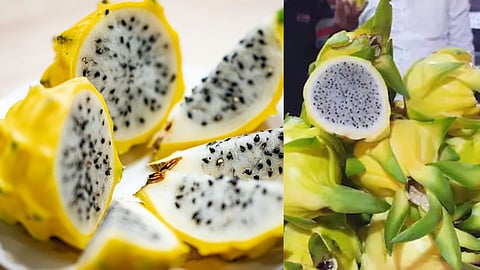 Sangli Dragon Fruit Farming