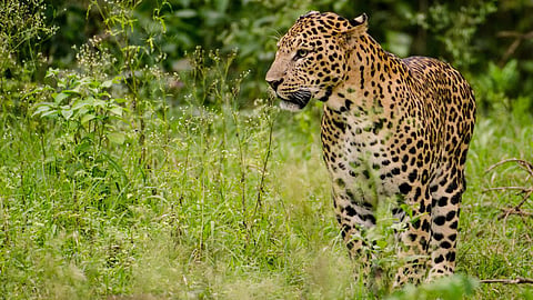 Leopard Attack