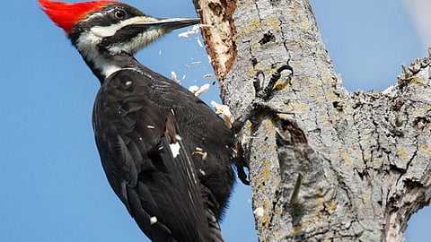 Woodpecker Bird