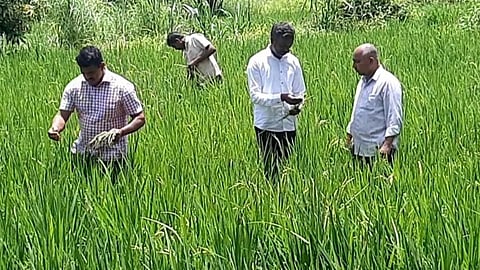 seeds, maval news
