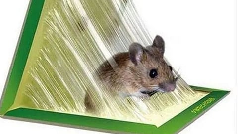 Rats Glue Traps