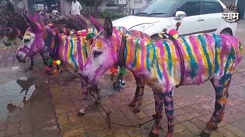 Akola Donkey's Pola
