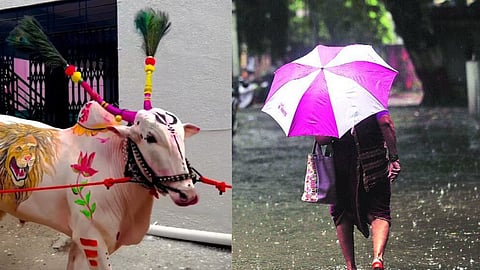 Heavy rain forecast in Marathwada and Vidarbha on bail pola day Maharashtra weather update