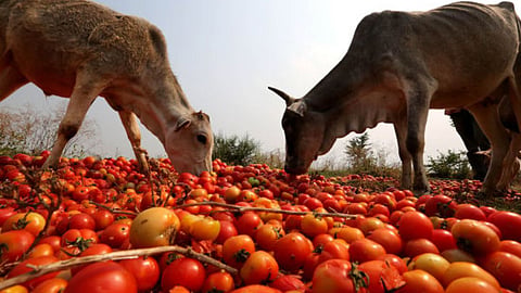 Tomato News