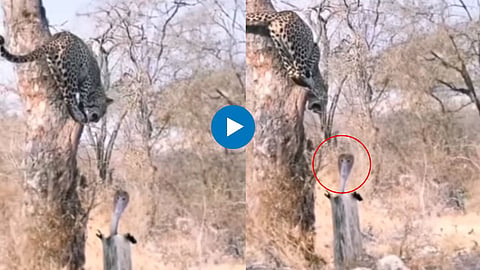 Cobra Snake Leopard Fight Video