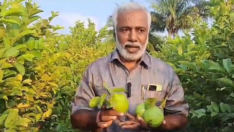 shrirampur farmer manojkumar aage, guava , shrirampur bajar samiti