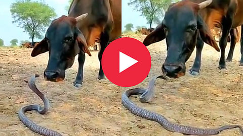 Cow Kiss King Cobra