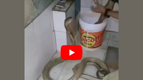 Bathing Cobra Viral Video