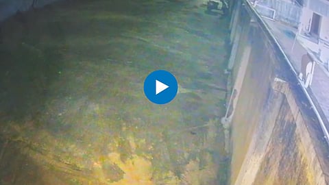 Dadar Swimming Pool Crocodile Video