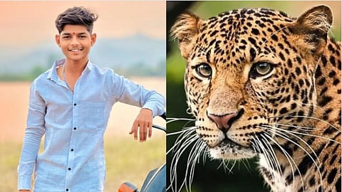 Ahmednagar News Youth dies in leopard attack in Sangamner