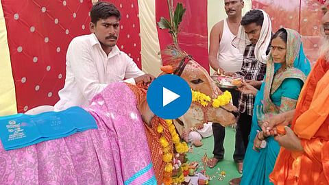 Cow Baby Shower Video