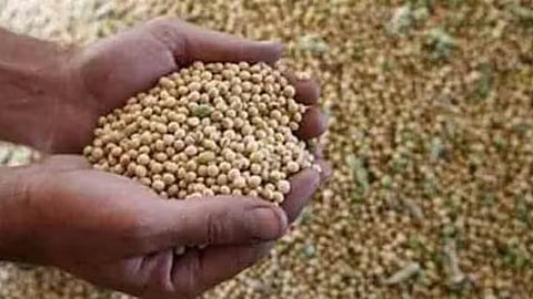 Soybean Price