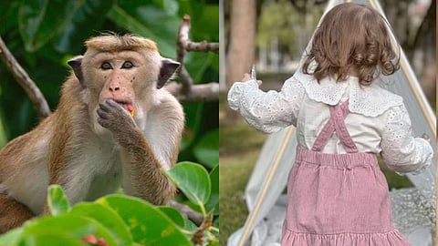 A 3-year-old girl was snatches by a monkey Thrown down from the mountain Shoking incident
