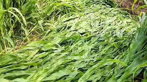 unseasonal rain hits jalna and sambhajinagar loss of 12 thousand hectares