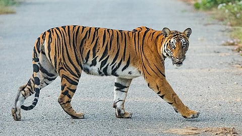 Maharashtra tiger covers 2000 km: