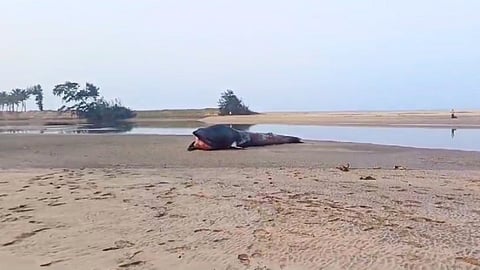 ratnagiri news Death of whale found on Ganpatipule beach
