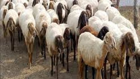 hail storming unseasonal rain lightning cause 30 sheep dies in buldhana