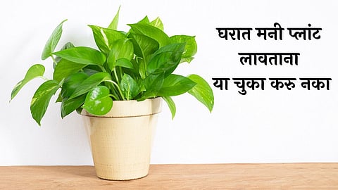 Vastu Shastra Tips For Money Plant