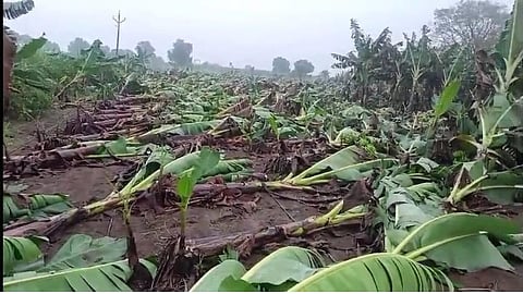 Nandurbar Unseasonal Rain