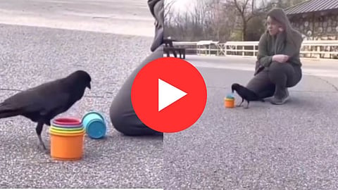 Clever Crow Viral Video
