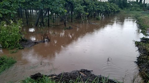 loss of 11 thousand acres grape farm in pandharpur due to unseasonal rain