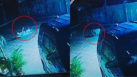 Leopard Attack Dog Viral Video